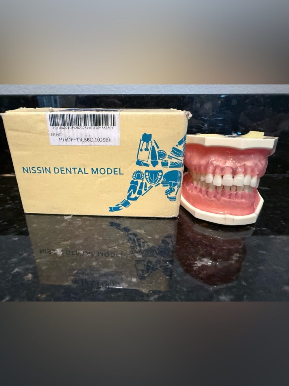 Dental Model Typodont